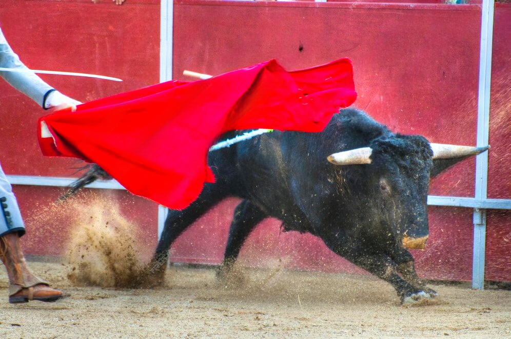 Premium Bull bikaviadal fogadások